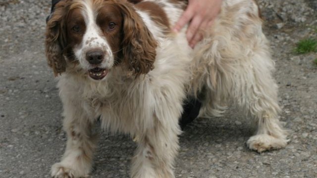 Plastic+dog+tags+for+pets