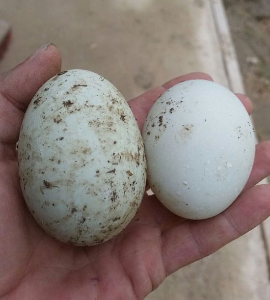 Indian Runner Ducks Join The Team At Puddle Duck Ranch Pet Samaritans