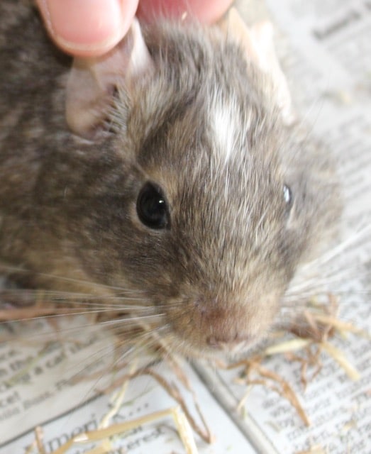 Degus store for sale