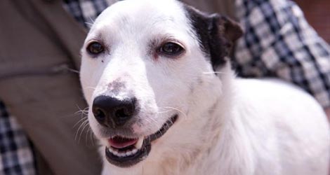 Jack Spratt Rescued Dog at the Pet Samaritans