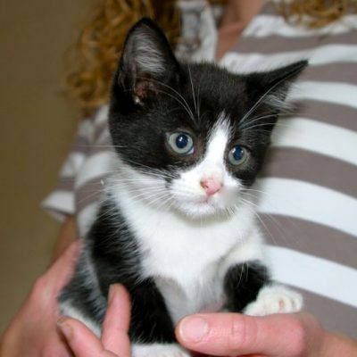 Kittens for adoption - Pet Samaritans