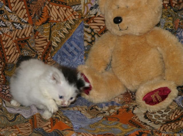 kitten and teddy bear