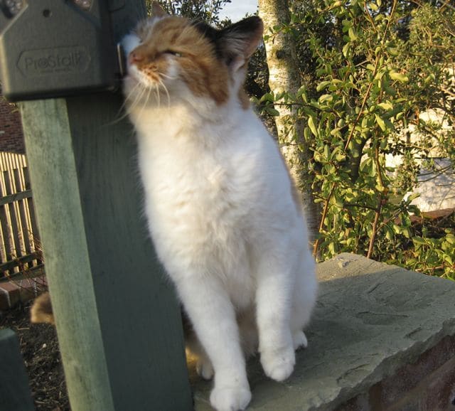 cat-marking-territory-purina-australia