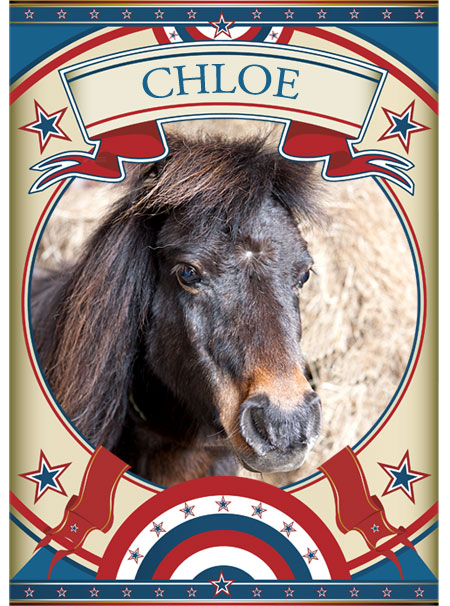 Chloe Mini Pony at the Sanctuary