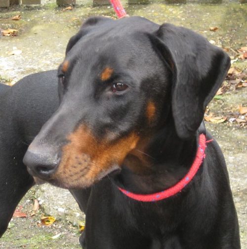 Doberman for adoption - Pet Samaritans