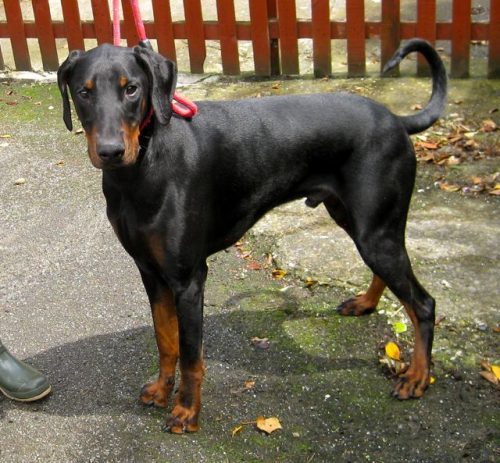 Doberman for adoption - Pet Samaritans