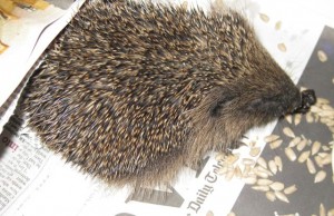 hedgehogs - rescued baby 2