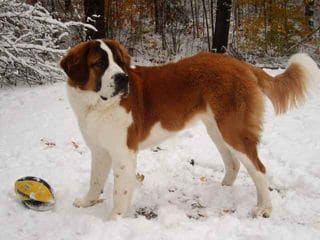 dogs - saint-bernard 5