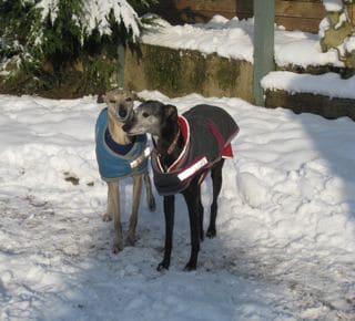 dogs - whippets 5