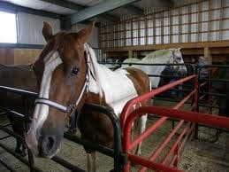 horses - market