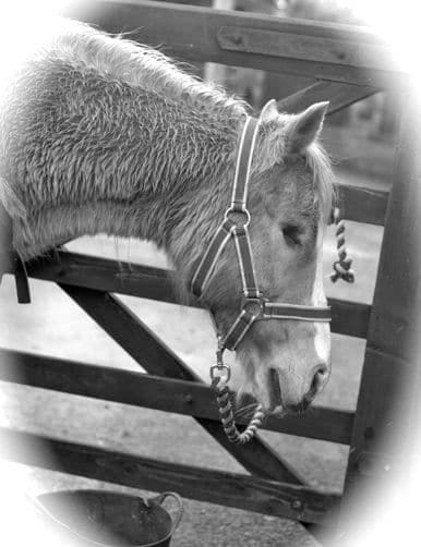 Horses - Krystal 2 b & w