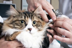 Cats Nails Trimming