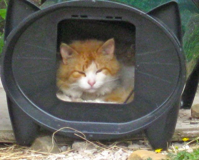 Cats love their cabins - Pet Samaritans