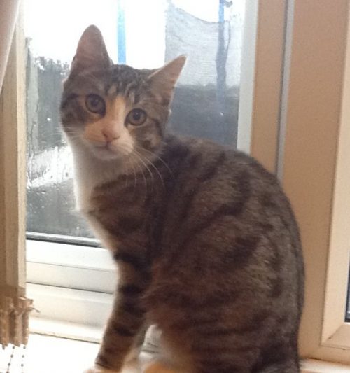 LOST CAT - Pretty tabby - Pet Samaritans