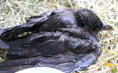 Injured crow will he make it - Pet Samaritans