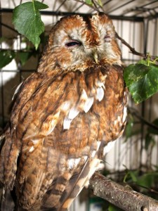 birds - injured owl