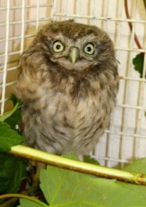 birds - little owl