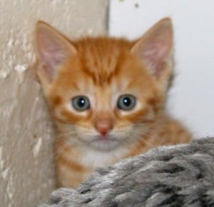 Ginger kitten for adoption - Pet Samaritans