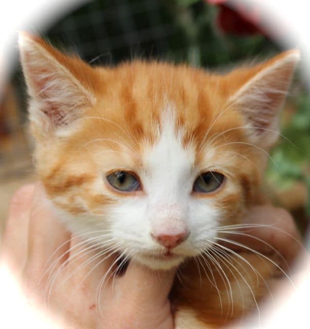 Orange kittens for hot sale adoption near me