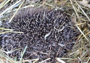 hedgehogs - in hay