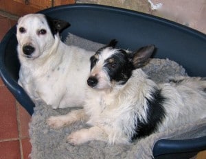 dogs - Jack and Nolene 8