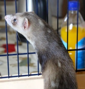 ferret - sunday