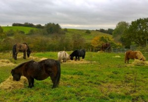 ponies eating hay