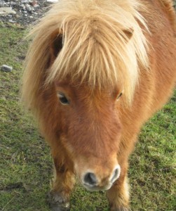 ponies - sundance 2