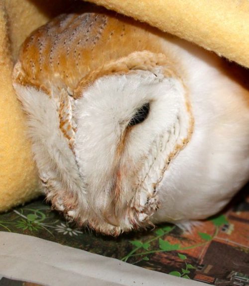 Injured barn owl brought in - Pet Samaritans