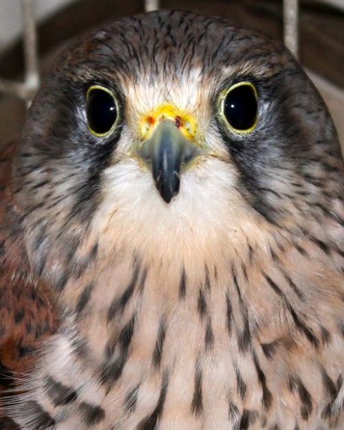 Caring for a Kestrel - Pet Samaritans