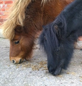 ponies - rufus & sundance