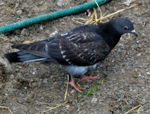 birds - little dove back