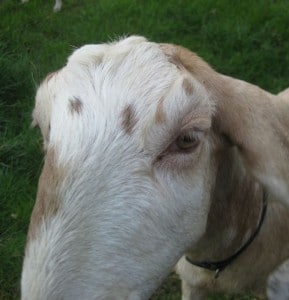 goats - buffy