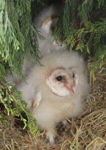 birds - baby barn owls 25