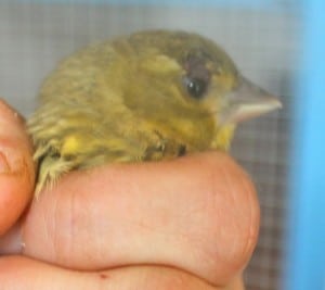 birds - greenfinch