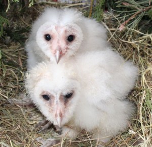 birds - owlets 20