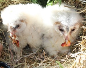 birds - owlets 30