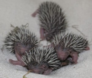 hedgehog orphans 4