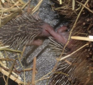 hedgehogs - family