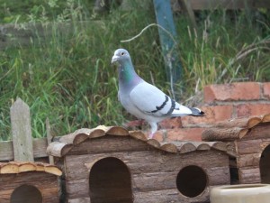 birds - pigeon return