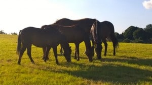 horses - grazing