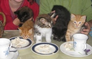 kitten tea party july15