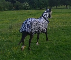 ponies - bubbles zebra