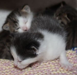 kittens - 5 of them 3