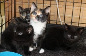 kittens - new in