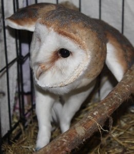 birds - barn owl florence