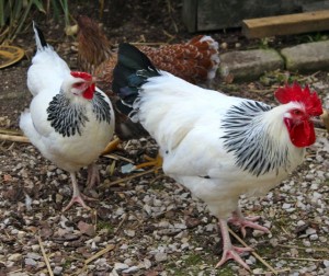 hens - legbars