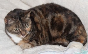 cats - tansy tabby