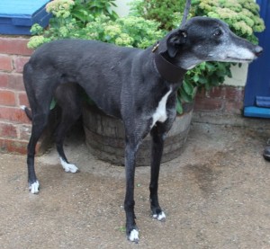 dogs - holly greyhound 2