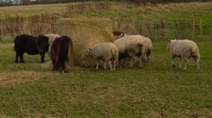 sheep - in field